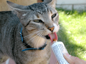 Gato comiendo malta